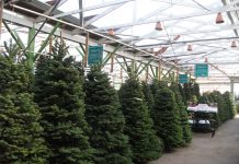 今年は不足?生木のクリスマスツリー ガーデンショップに並ぶ生木のツリー Photo by Keiko Nishikawa