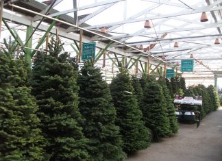 クリスマス間近、バンクーバーの生木クリスマスツリー事情 ガーデンショップに並ぶ生木のツリー Photo by Keiko Nishikawa