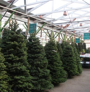 今年は不足?生木のクリスマスツリー ガーデンショップに並ぶ生木のツリー Photo by Keiko Nishikawa