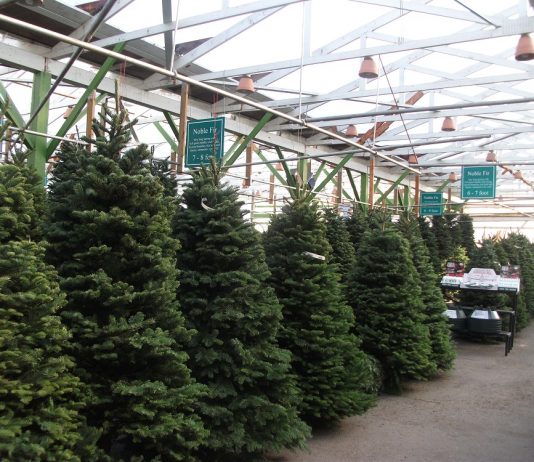 今年は不足?生木のクリスマスツリー ガーデンショップに並ぶ生木のツリー Photo by Keiko Nishikawa