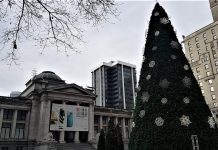 パンデミックでも安全に楽しく!  今年のホリデーシーズン バンクーバーアートギャラリー前のクリスマスツリー © Tha Vancouver Shinpo