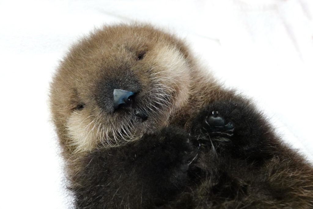 見ているだけで癒されると人気Photo©Vancouver Aquarium/Ocean Wise