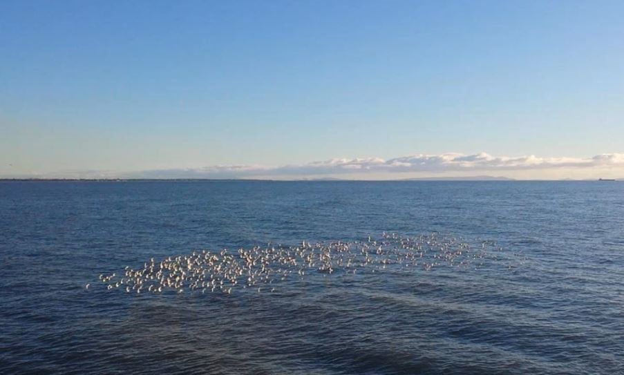 「渡り鳥のメッカ」でバードウォッチングでも人気。©The Vancouver Shinpo