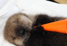 ふわふわ、もふもふ。世界で人気の孤児のラッコ、ジョーイ バンクーバー水族館の人気者ラッコのジョーイ