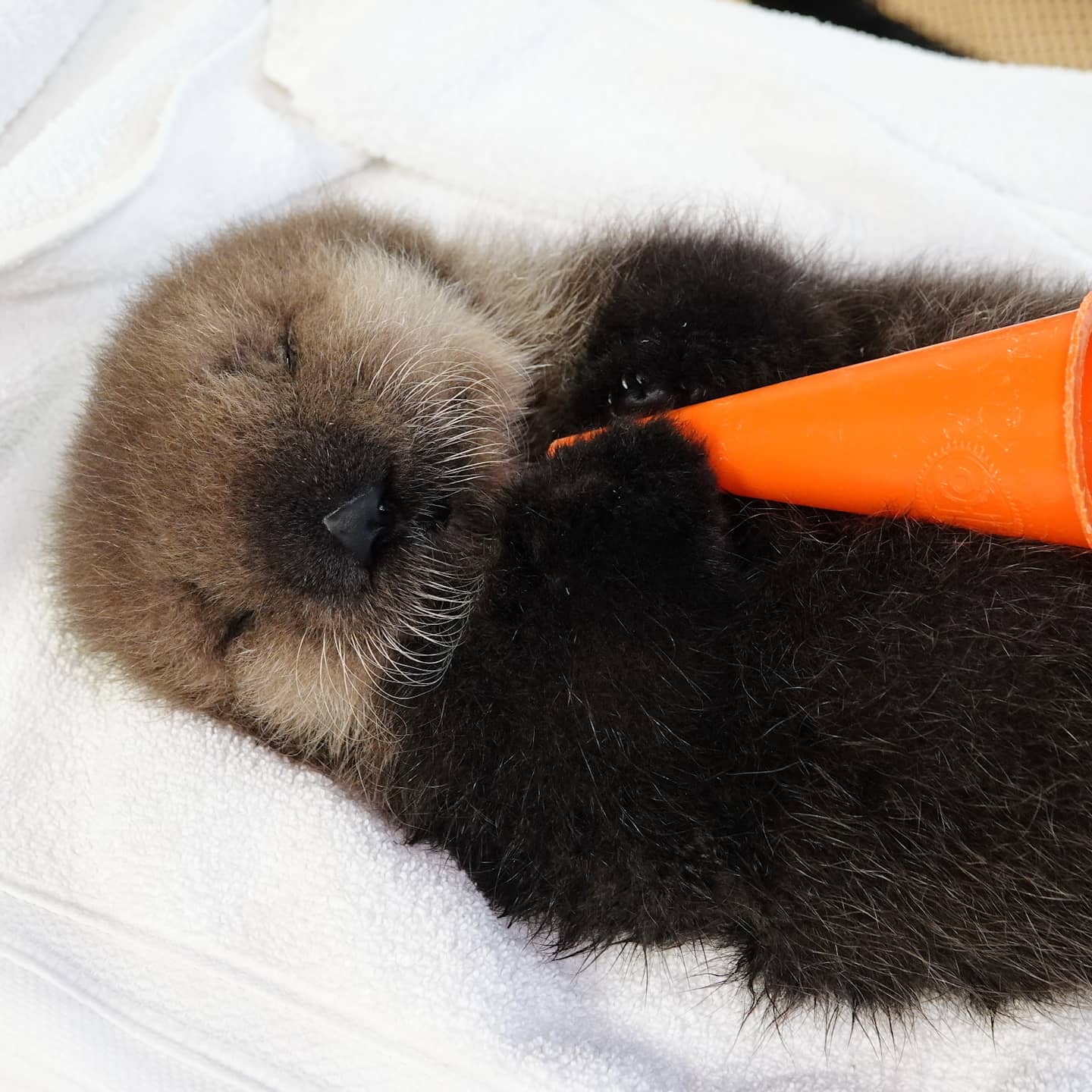 ふわふわ、もふもふ。世界で人気の孤児のラッコ、ジョーイ | 日 ふわふわ、もふもふ。世界で人気の孤児のラッコ、ジョーイ | 日