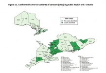 トロント空港で新型コロナ検査、連邦政府に先行して実施へ 現在、オンタリオ州で変異種が確認された保険局。©Weekly Epidemiologic Summary , Public Health Ontario