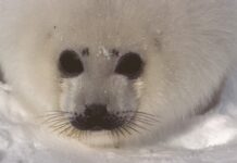 母親と一緒にいるのはたったの2週間~過酷な環境を生きるタテゴトアザラシ~ Harp seal: Whitecoated pup(タテゴトアザラシ、ホワイトコートの赤ちゃんあざらし)Photographer : Chalifour, Benoît ©Tourisme Québec