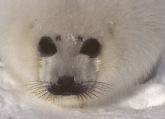 母親と一緒にいるのはたったの2週間~過酷な環境を生きるタテゴトアザラシ~ Harp seal: Whitecoated pup(タテゴトアザラシ、ホワイトコートの赤ちゃんあざらし)Photographer : Chalifour, Benoît ©Tourisme Québec