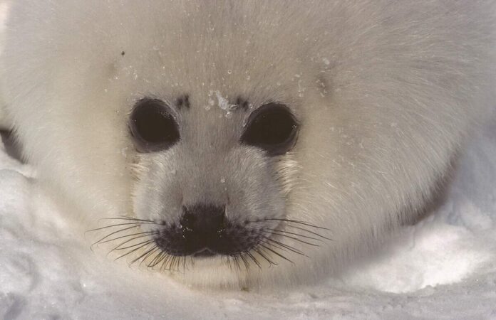 Harp seal: Whitecoated pup(タテゴトアザラシ、ホワイトコートの赤ちゃんあざらし)Photographer : Chalifour, Benoît　©Tourisme Québec