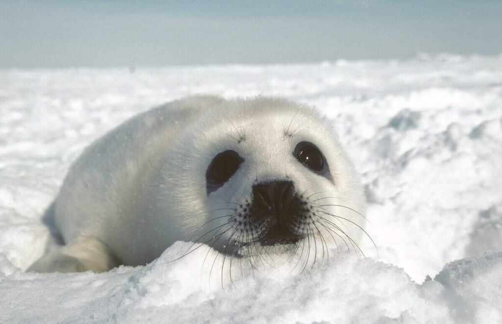 Harp seal: Whitecoated pup(タテゴトアザラシ、ホワイトコートの赤ちゃんあざらし)Photographer : Lavoie, Jean-Guye　©Tourisme Québec