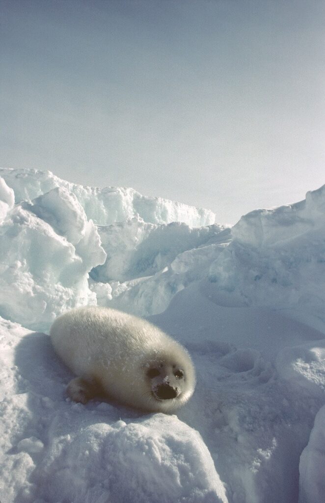 Harp seal: Whitecoated pup(タテゴトアザラシ、ホワイトコートの赤ちゃんあざらし)Photographer : Chalifour, Benoît　©Tourisme Québec