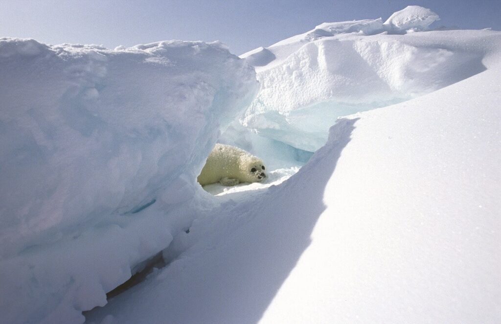 Harp seal: whitecoated pup (baby seal) (タテゴトアザラシ、ホワイトコートの赤ちゃんあざらし)Photographer : Chalifour, Benoît　©Tourisme Québec