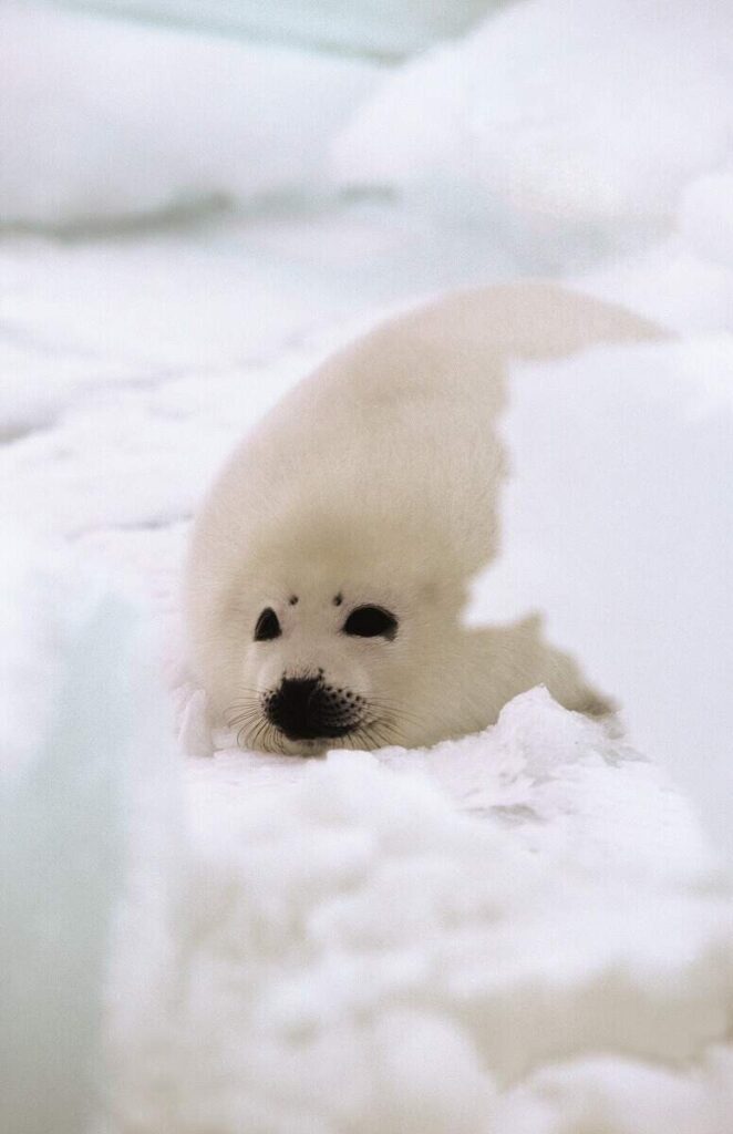 Harp seal: Whitecoated pup(タテゴトアザラシ、ホワイトコートの赤ちゃんあざらし)Photographer : Huard, Jean-Pierre　©Tourisme Québec
