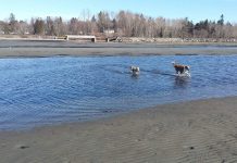 BC州公衆衛生命令を一部緩和、屋外で10人までの集まりを許可 Photo by Keiko Nishikawa