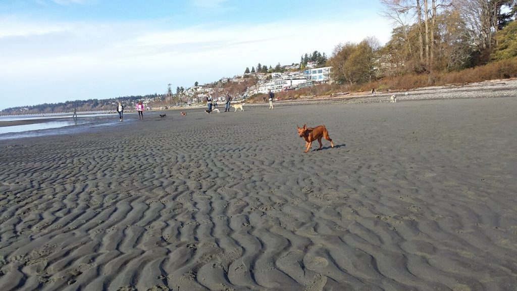 イーストビーチは犬連れに人気　©The Vancouver Shinpo