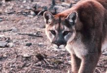 メトロバンクーバーでクーガー出没続く