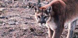 メトロバンクーバーでクーガー出没続く