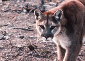 メトロバンクーバーでクーガー出没続く