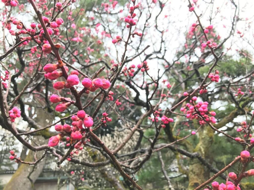 兼六園の梅が見ごろでした© Guest House Pongyi