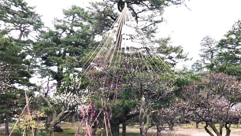 冬の風物詩である雪吊りと、春の梅の花が一緒に見られます© Guest House Pongyi