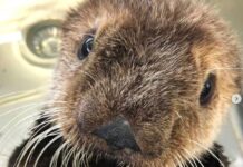 バンクーバー水族館のラッコのクアッツェ、保護されて1年目の記念日を迎える 3月に保護されたラッコ。Marine Mammal Rescue Centreのインスタグラムより