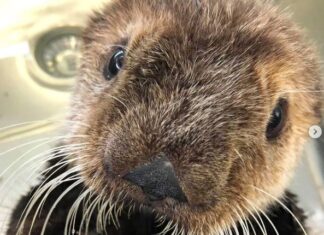 バンクーバー水族館のラッコのクアッツェ、保護されて1年目の記念日を迎える 3月に保護されたラッコ。Marine Mammal Rescue Centreのインスタグラムより
