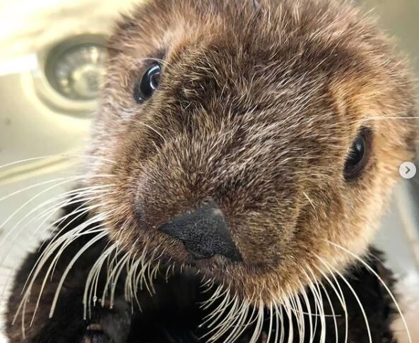 バンクーバー水族館のラッコのクアッツェ、保護されて1年目の記念日を迎える 3月に保護されたラッコ。Marine Mammal Rescue Centreのインスタグラムより