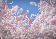 リアルとバーチャルで楽しむ、今年のバンクーバー桜まつり バンクーバー市役所の桜 Photo courtesy of ©︎ Stephen Roberson/ Vancouver Cherry Blossom Festival