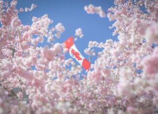 リアルとバーチャルで楽しむ、今年のバンクーバー桜まつり バンクーバー市役所の桜 Photo courtesy of ©︎ Stephen Roberson/ Vancouver Cherry Blossom Festival
