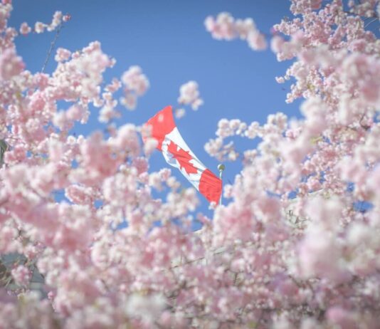 リアルとバーチャルで楽しむ、今年のバンクーバー桜まつり バンクーバー市役所の桜 Photo courtesy of ©︎ Stephen Roberson/ Vancouver Cherry Blossom Festival