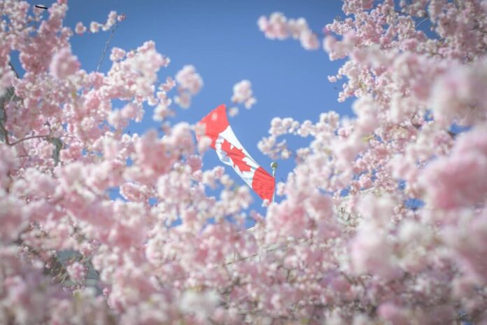 バンクーバー市役所の桜　Photo courtesy of ©︎ Stephen Roberson/ Vancouver Cherry Blossom Festival