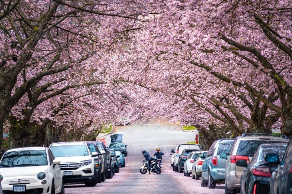 バンクーバーの桜の街路樹　©Yayun Cao