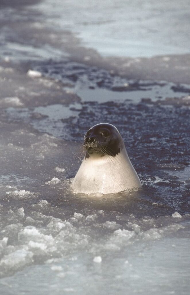 Harp seal: (タテゴトアザラシの成獣)Photographer : Lavoie, Jean-Guy　©Tourisme Québec