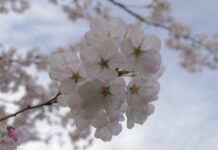 春爛漫、バンクーバーで桜めぐり バンクーバーの桜 Photo by Keiko Nishikawa
