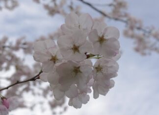 春爛漫、バンクーバーで桜めぐり バンクーバーの桜 Photo by Keiko Nishikawa