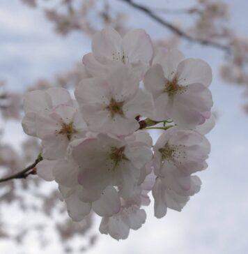 春爛漫、バンクーバーで桜めぐり バンクーバーの桜 Photo by Keiko Nishikawa