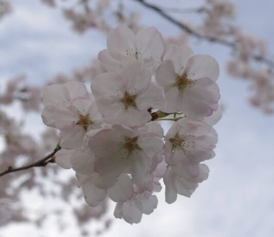 春爛漫、バンクーバーで桜めぐり バンクーバーの桜 Photo by Keiko Nishikawa