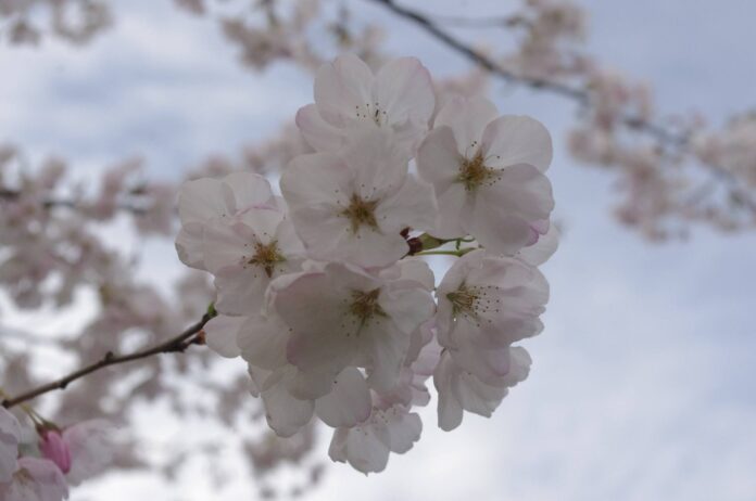 バンクーバーの桜 Photo by Keiko Nishikawa