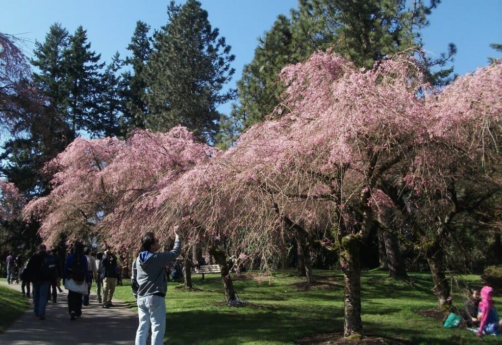 サクラデイズ・ジャパンフェアに多くの人が訪れたバンデュ―セン植物園　©The Vancouver Shinpo