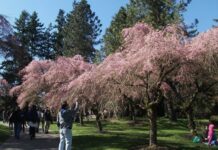 春を告げる日系イベント、サクラデイズ・ジャパンフェア、3年ぶりに開催! サクラデイズ・ジャパンフェアに多くの人が訪れたバンデュ―セン植物園。Photo by Keiko Nishikawa