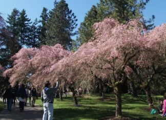 春を告げる日系イベント、サクラデイズ・ジャパンフェア、3年ぶりに開催! サクラデイズ・ジャパンフェアに多くの人が訪れたバンデュ―セン植物園。Photo by Keiko Nishikawa