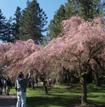 春を告げる日系イベント、サクラデイズ・ジャパンフェア、3年ぶりに開催! サクラデイズ・ジャパンフェアに多くの人が訪れたバンデュ―セン植物園。Photo by Keiko Nishikawa