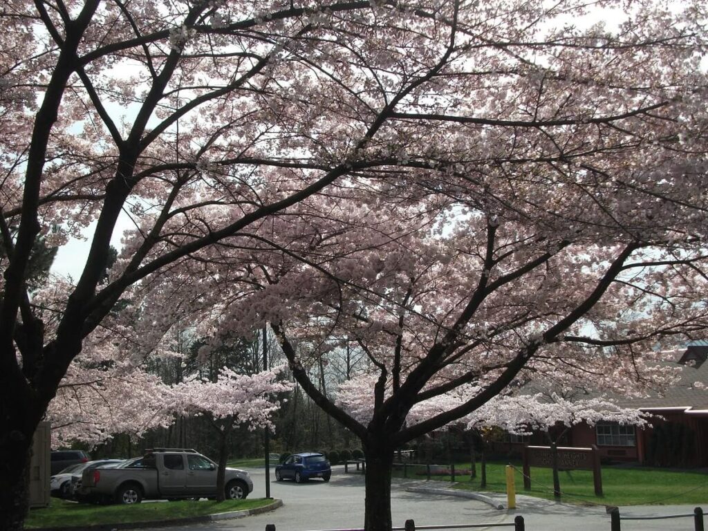 カナダでも学校周辺で桜をよく見かける ©The Vancouver Shinpo