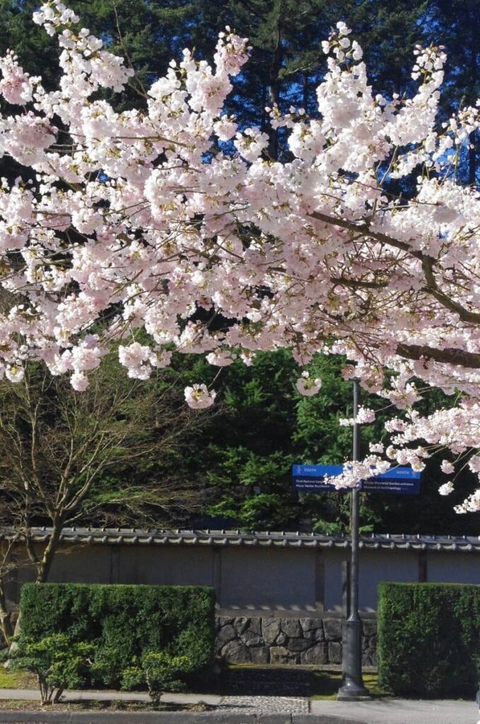 新渡戸記念庭園周辺の桜©The Vancouver Shinpo