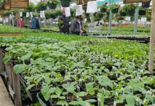 野菜を育てたい人、必見! 元ガーデナーがアドバイス バンクーバーでも野菜づくりの季節到来。©The Vancouver Shinpo