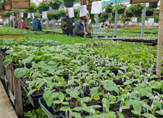 野菜を育てたい人、必見! 元ガーデナーがアドバイス バンクーバーでも野菜づくりの季節到来。©The Vancouver Shinpo