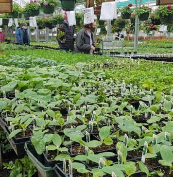 野菜を育てたい人、必見! 元ガーデナーがアドバイス バンクーバーでも野菜づくりの季節到来。©The Vancouver Shinpo