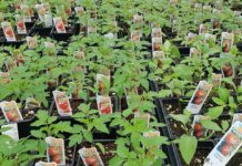 ガーデニングの季節が近づいてきた!~元ガーデナーのアドバイス~ 様々な種類のトマトの苗。©The Vancouver Shinpo