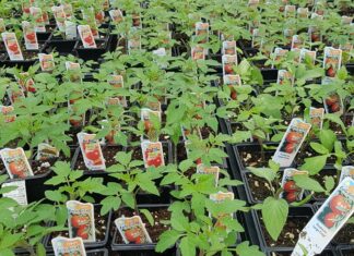 ガーデニングの季節が近づいてきた!~元ガーデナーのアドバイス~ 様々な種類のトマトの苗。©The Vancouver Shinpo