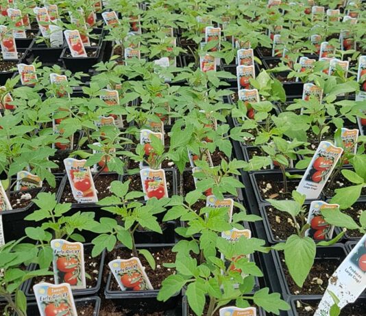 ガーデニングの季節が近づいてきた!~元ガーデナーのアドバイス~ 様々な種類のトマトの苗。©The Vancouver Shinpo